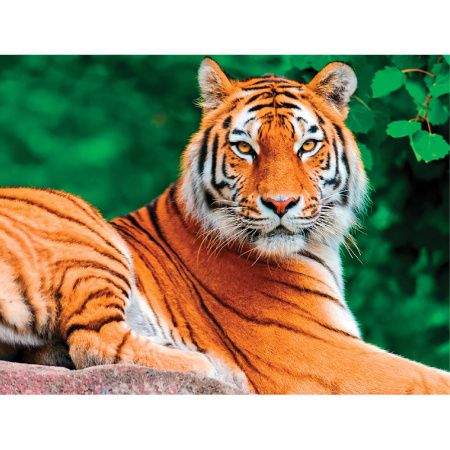 Картина стразами (алмазная мозаика) 40х50 см, ОСТРОВ СОКРОВИЩ "Тигр", на подрамнике, 662427 - Алмазная вышивка