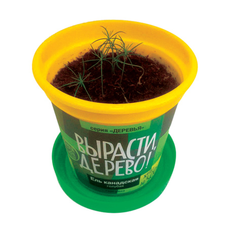 Набор для выращивания растений ВЫРАСТИ ДЕРЕВО! "Ель канадская голубая" (банка, грунт, семена), zk-048 - Наборы для выращивания растений