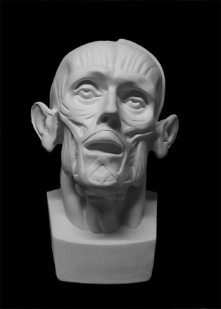 Голова Мюнхенская (анатомическая)