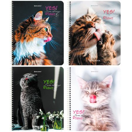 Тетрадь А5 80 л. BRAUBERG, гребень, клетка, глянцевая ламинация, "Довольные Коты" (4 вида в спайке), 404417 - Тетради более 60 листов