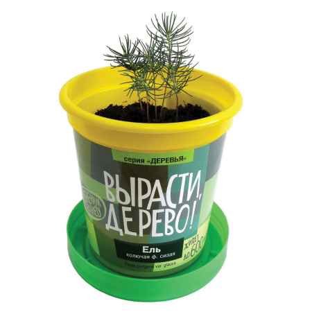 Набор для выращивания растений ВЫРАСТИ ДЕРЕВО! "Ель колючая сизая" (банка, грунт, семена), zk-004 - Наборы для выращивания растений