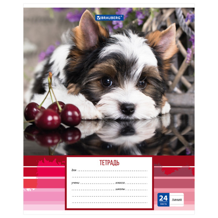 Тетрадь 24 л. BRAUBERG линия, обложка картон, "ЗАБАВНЫЕ ЩЕНКИ", 403585 - Тетради 12-24 листов