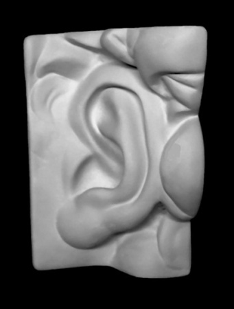 Ухо Давида левое, гипс 16*14*24,5 (арт.20-211)