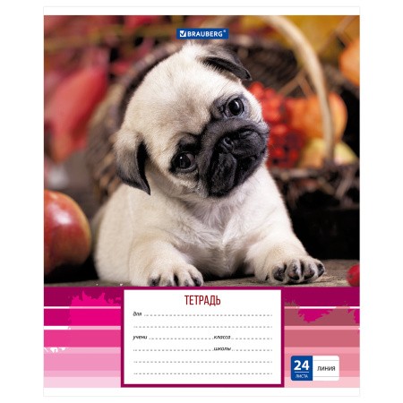 Тетрадь 24 л. BRAUBERG линия, обложка картон, "ЗАБАВНЫЕ ЩЕНКИ", 403585 - Тетради 12-24 листов
