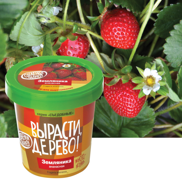 Набор для выращивания растений ВЫРАСТИ ДЕРЕВО! "Земляника ананасная" (банка, грунт, семена), zk-038 - Наборы для выращивания растений
