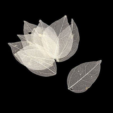 Скелетированные листочки MAGIC HOBBY цвет айвори, в наборе 10 шт