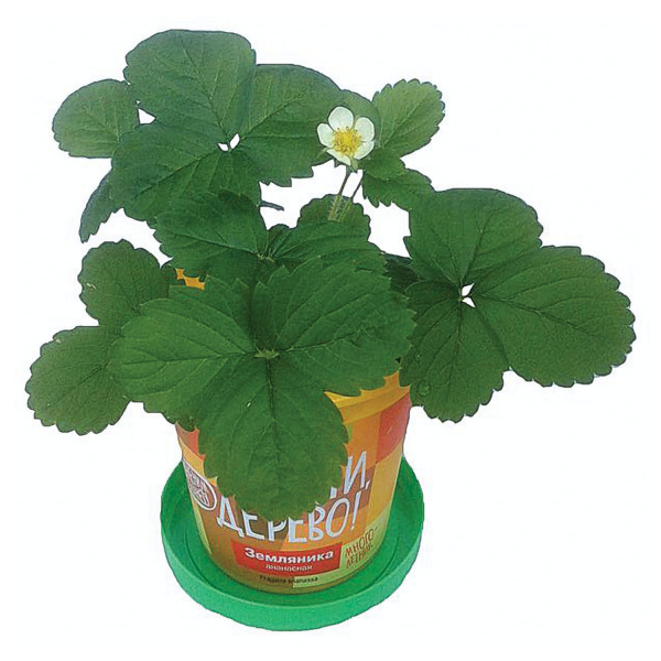 Набор для выращивания растений ВЫРАСТИ ДЕРЕВО! "Земляника ананасная" (банка, грунт, семена), zk-038 - Наборы для выращивания растений