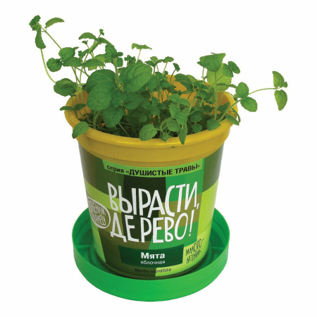 Набор для выращивания растений ВЫРАСТИ ДЕРЕВО! "Мята яблочная" (банка, грунт, семена), zk-093 - Наборы для выращивания растений