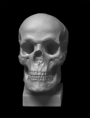 Череп. Слепок с натурального