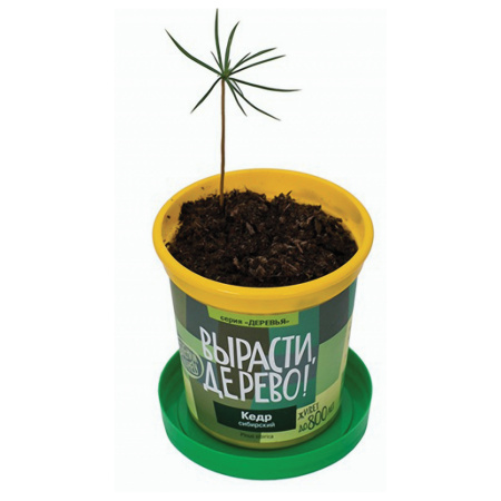 Набор для выращивания растений ВЫРАСТИ ДЕРЕВО! "Кедр Сибирский" (банка, грунт, семена), zk-001 - Наборы для выращивания растений