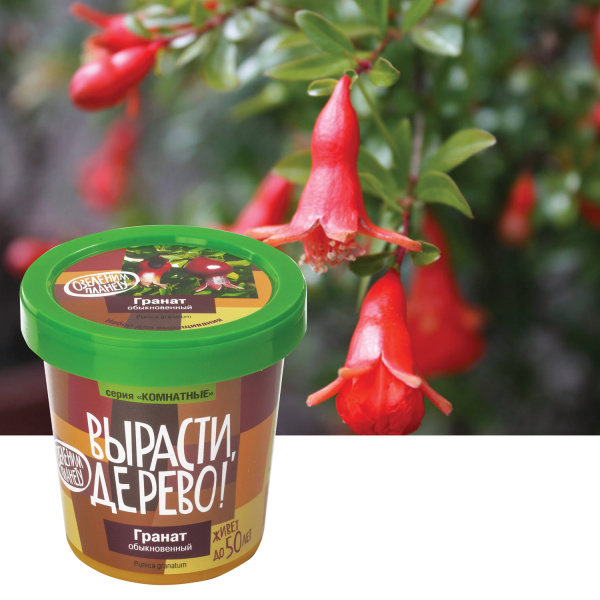 Набор для выращивания растений ВЫРАСТИ ДЕРЕВО! "Гранат обыкновенный" (банка, грунт, семена), zk-014 - Наборы для выращивания растений
