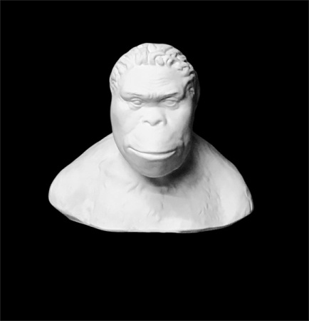 Бюст австралопитека 21*15*19 (20-254)